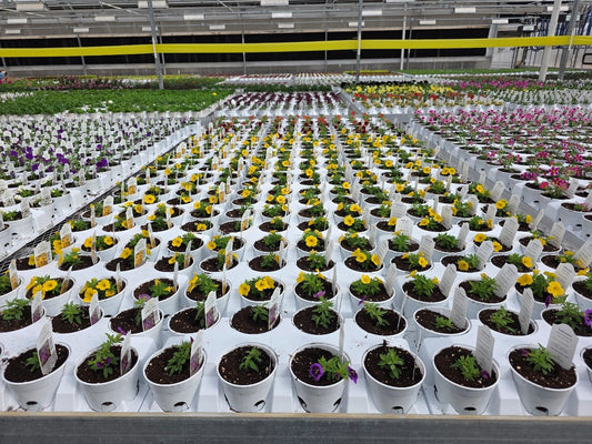 A Decade of Growth: Our Journey with Wagner Greenhouses